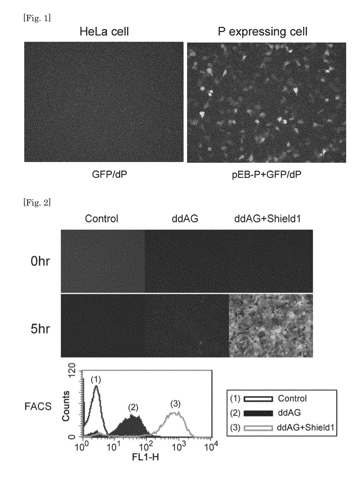 Improved negative-strand RNA viral vector