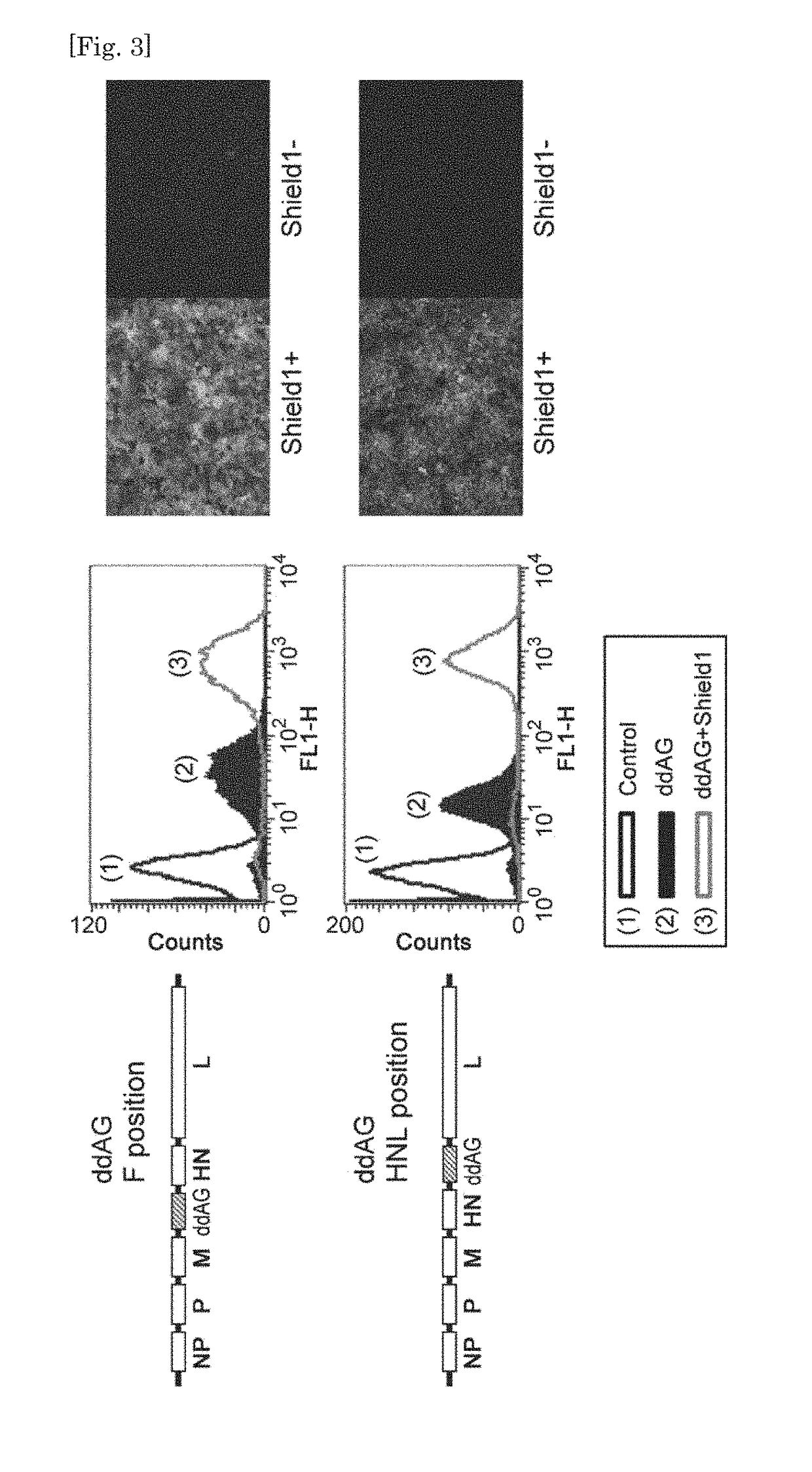 Improved negative-strand RNA viral vector