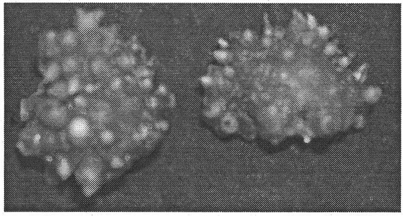 Pinellia tuber artificial seed stem production method