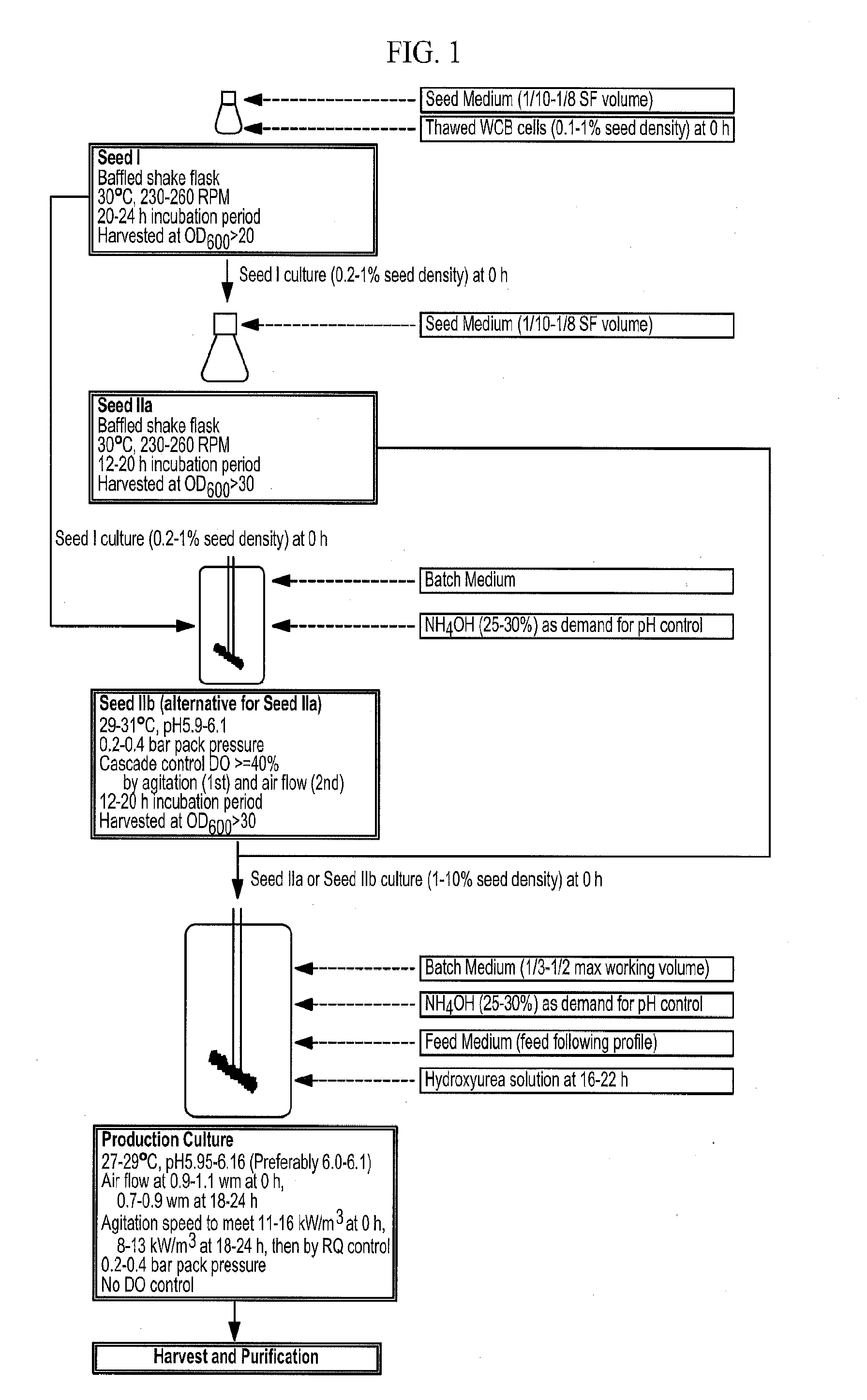 Methods of producing antibodies in yeast