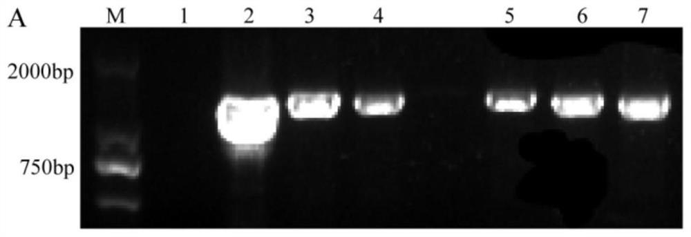 The bntlp1 gene regulating the resistance to Sclerotinia sclerotiorum in Brassica napus and its application