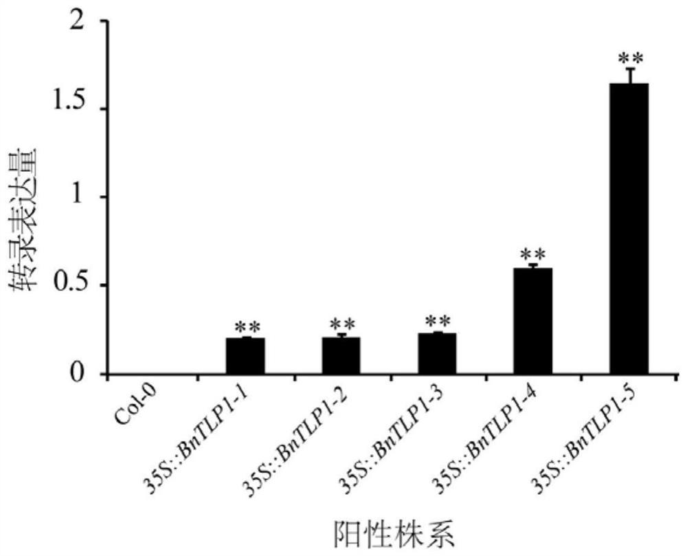 The bntlp1 gene regulating the resistance to Sclerotinia sclerotiorum in Brassica napus and its application