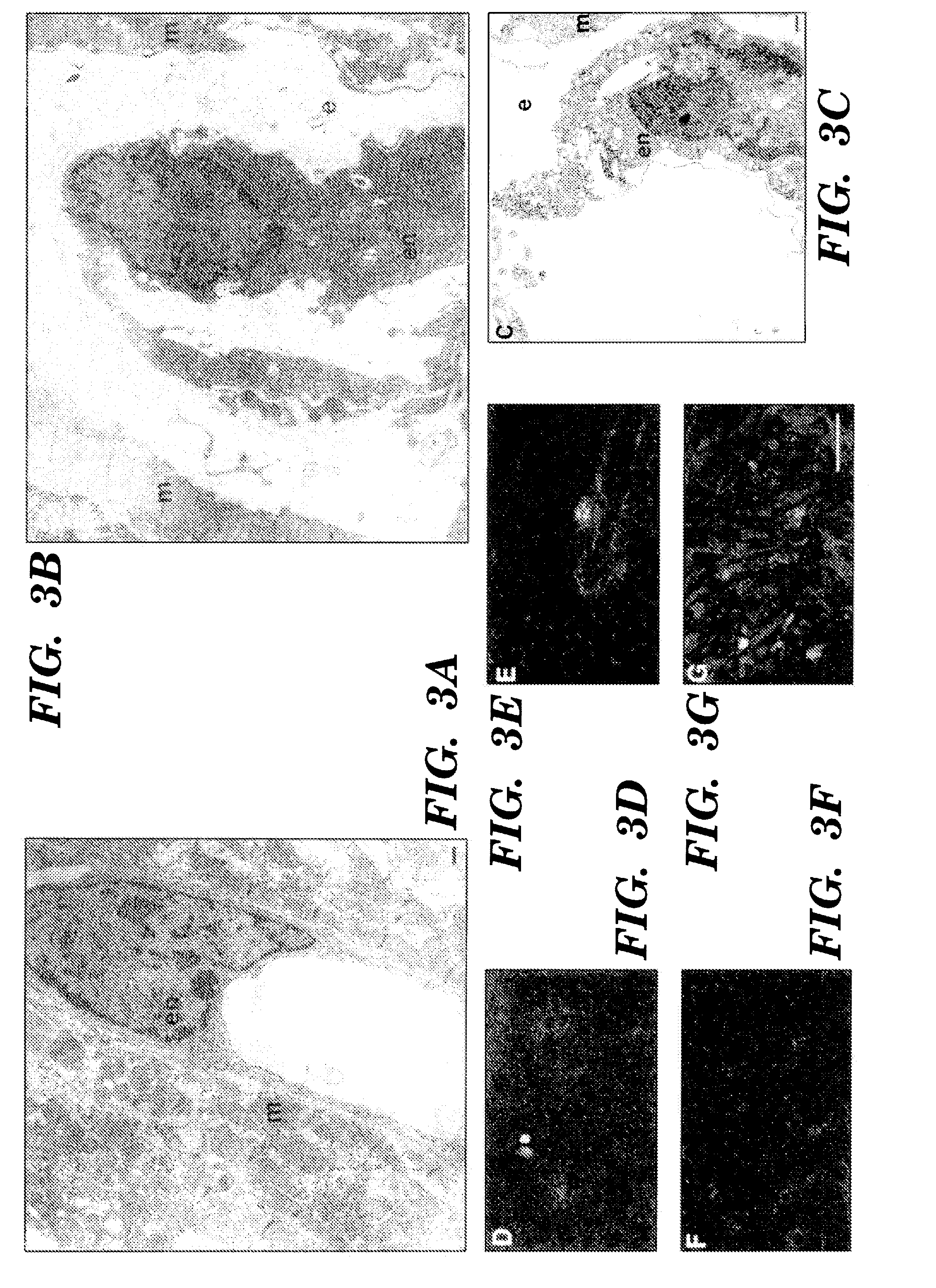 Methods for regulating angiogenesis and vascular integrity using trk receptor ligands