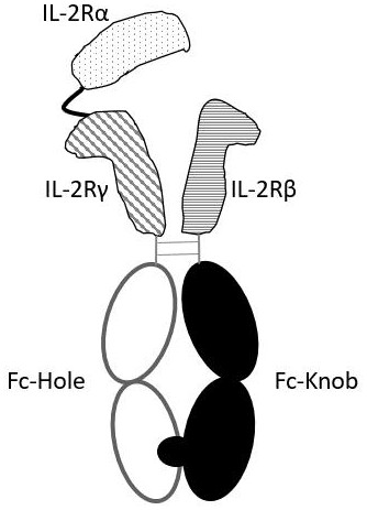 IL-2 receptor complex and its preparation method and application