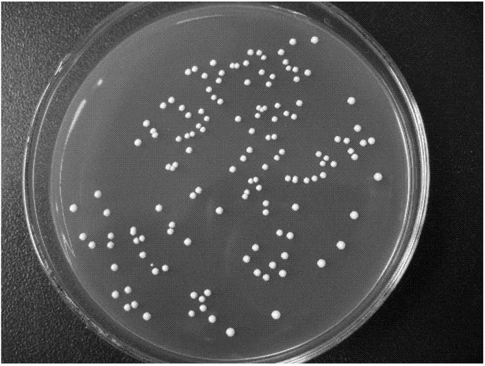 Novel pediococcus acidilactici and application thereof