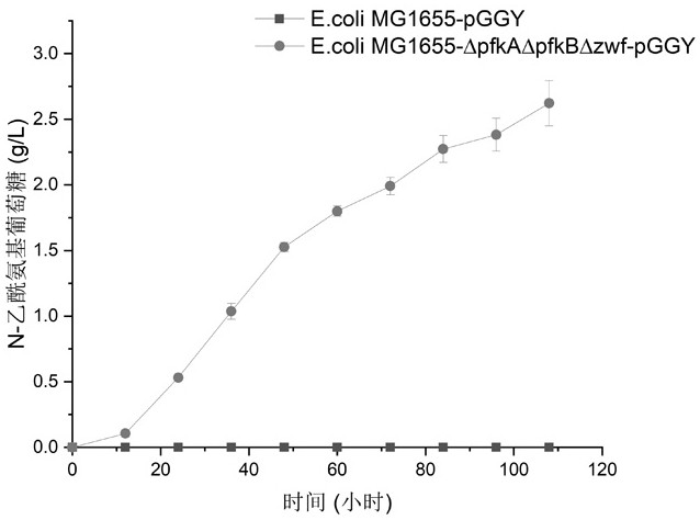 Escherichia coli engineering bacteria and fermentation production method of n-acetylglucosamine