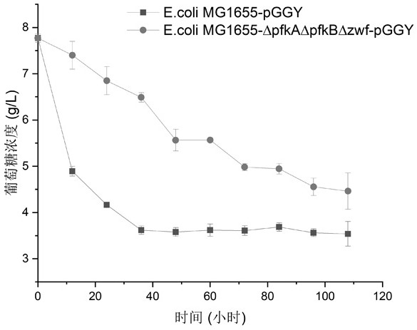 Escherichia coli engineering bacteria and fermentation production method of n-acetylglucosamine