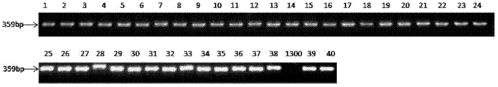 Plant cold tolerance-associated protein LTT9, coding genes thereof and applications