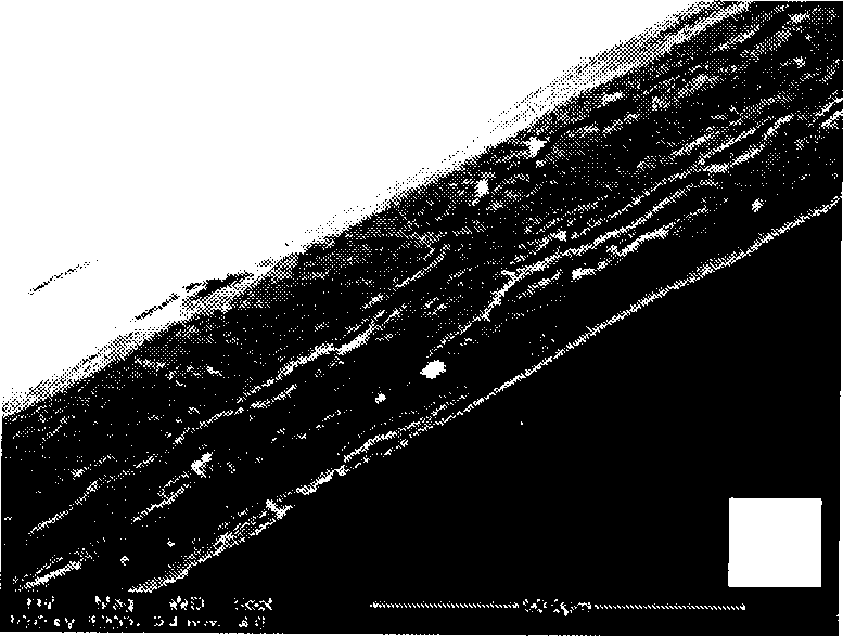 Method for preparing antioxidation gelatine membrane containing tea polyphenol nano lipidosome