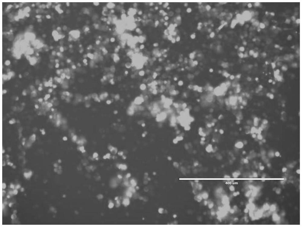 Recombinant adenovirus for expressing African swine fever virus EP153R protein and construction method thereof