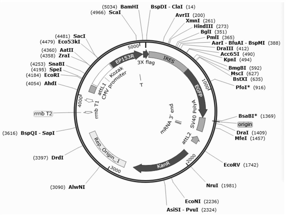 Recombinant adenovirus for expressing African swine fever virus EP153R protein and construction method thereof