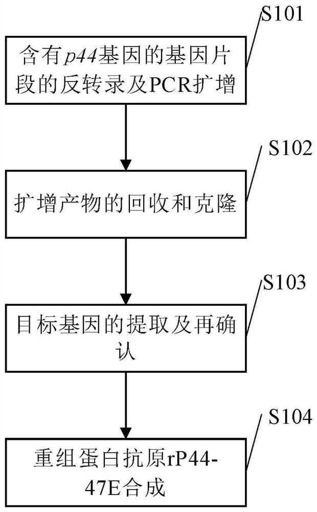 Preparation method of phagocytophilia recombinant protein antigen and kit containing recombinant protein antigen