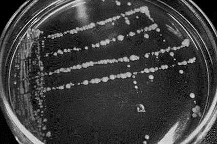 Bacillus subtilis FC12 for degrading fluoroglycofen-ethyl and application thereof