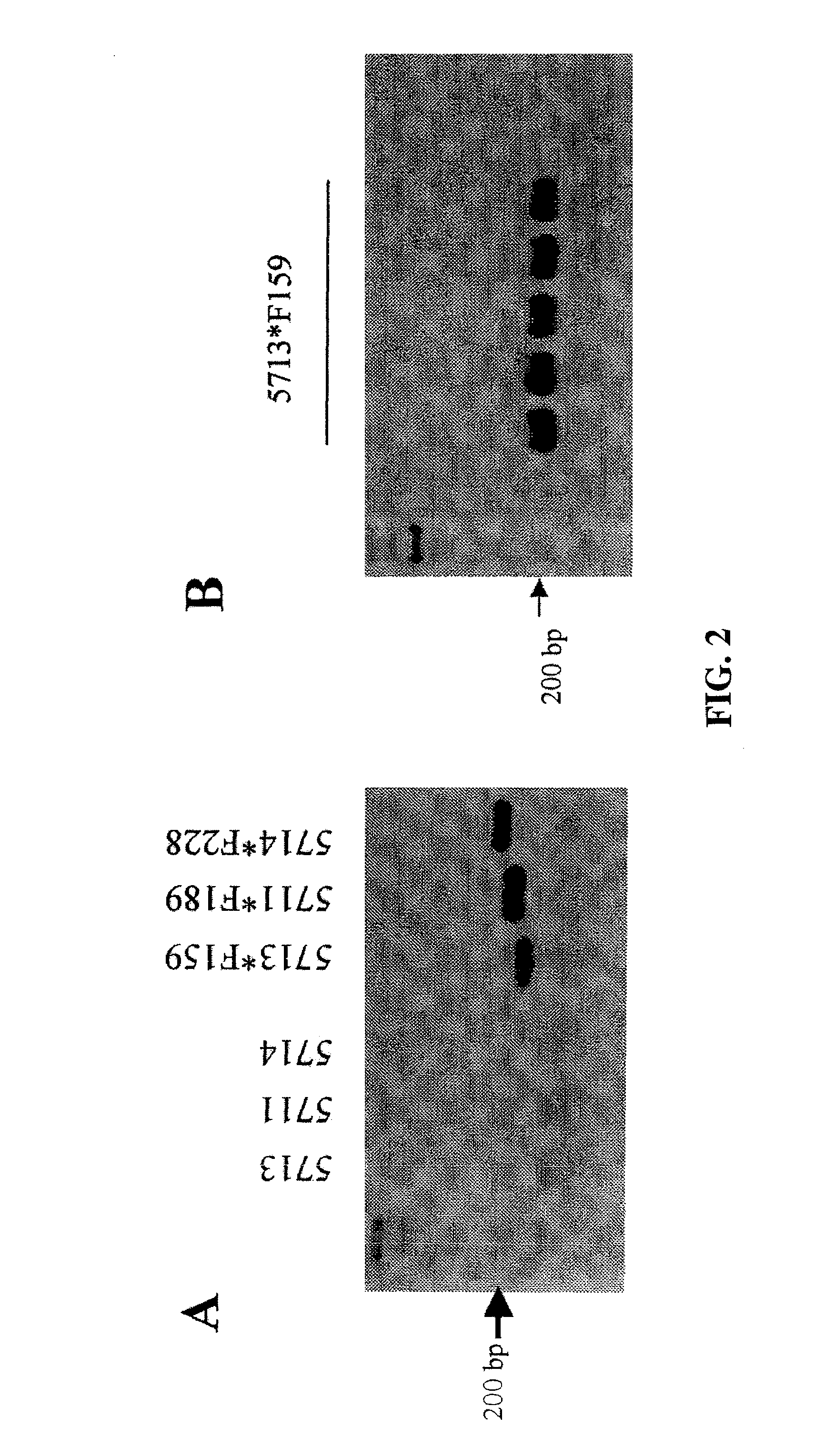 Probiotic strains, a process for the selection of them, compositions thereof, and their use