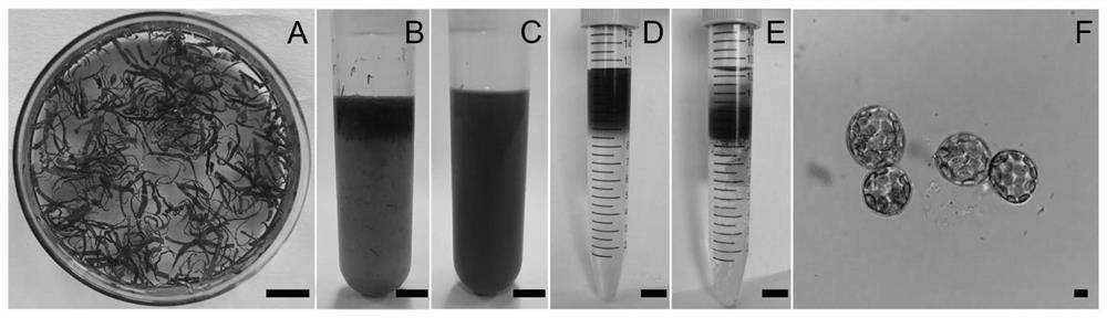 Method for preparing high-quality rehmannia protoplast