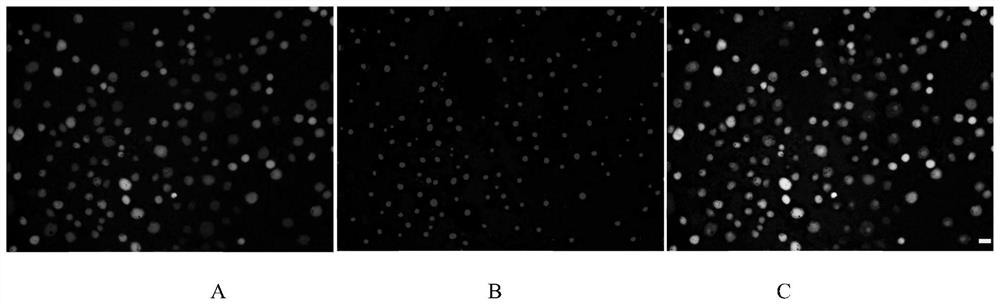 Method for preparing high-quality rehmannia protoplast