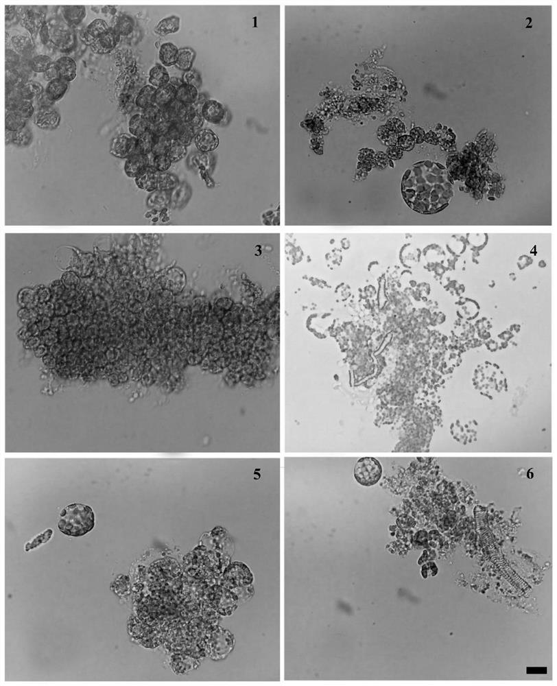 Method for preparing high-quality rehmannia protoplast