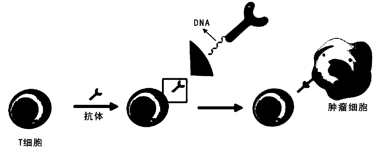 Nucleic acid coded CAR-T cells, and preparation method and application thereof