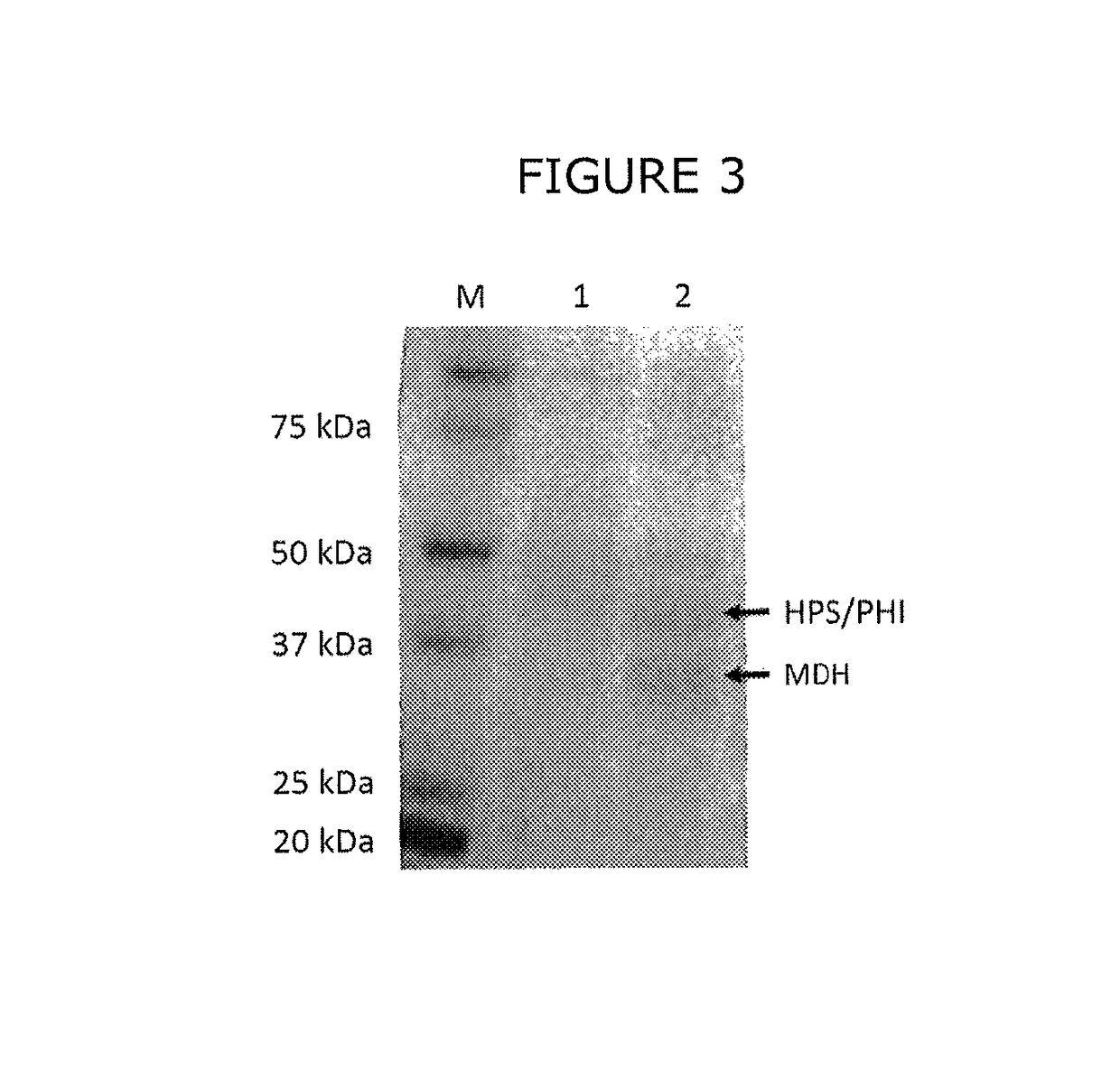 Synthetic methylotrophy to liquid fuels and chemicals