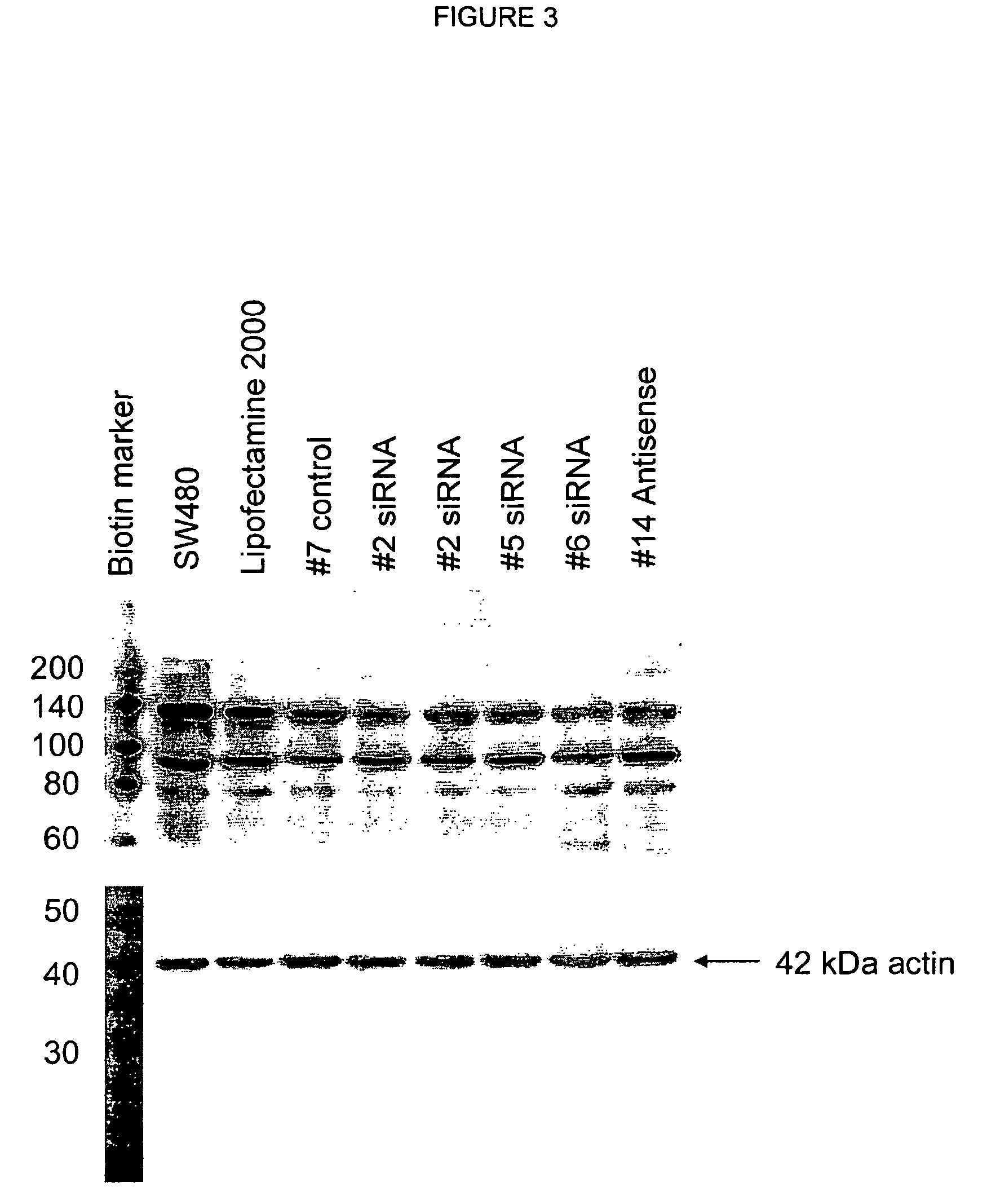 Laminin-5 modulators and uses thereof