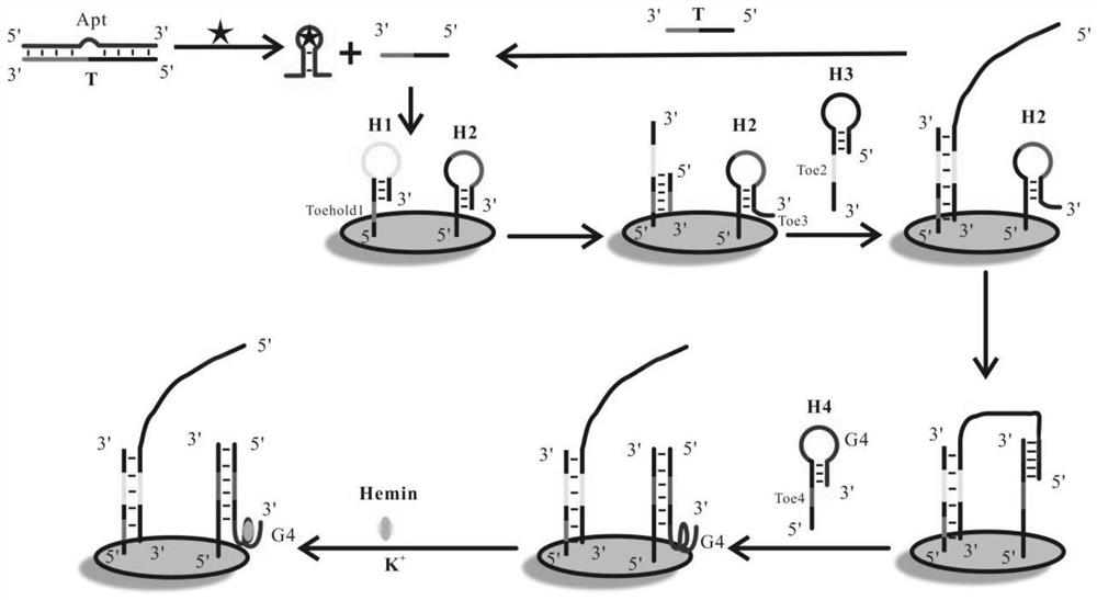 An electrochemical aptamer sensor for ampicillin detection