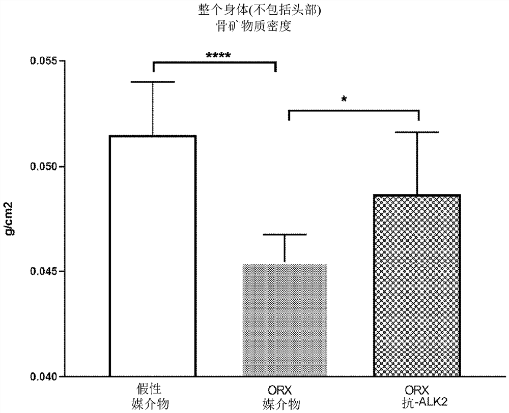 Alk2 antibodies and methods of use thereof