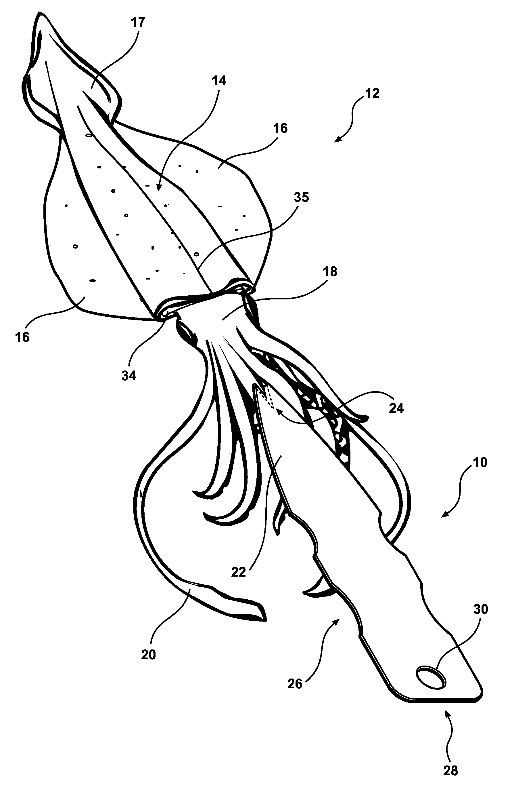 Cephalopod filleting and cleaning apparatus