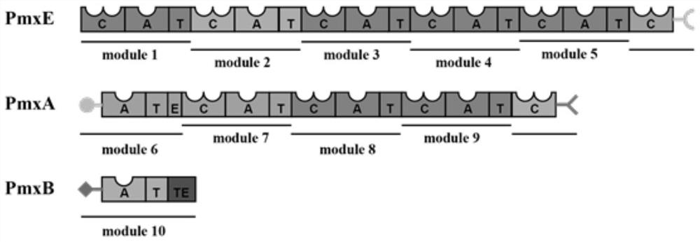 A kind of adenylated protein a6 mutant and its encoding gene and application