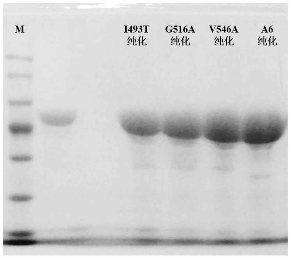 A kind of adenylated protein a6 mutant and its encoding gene and application