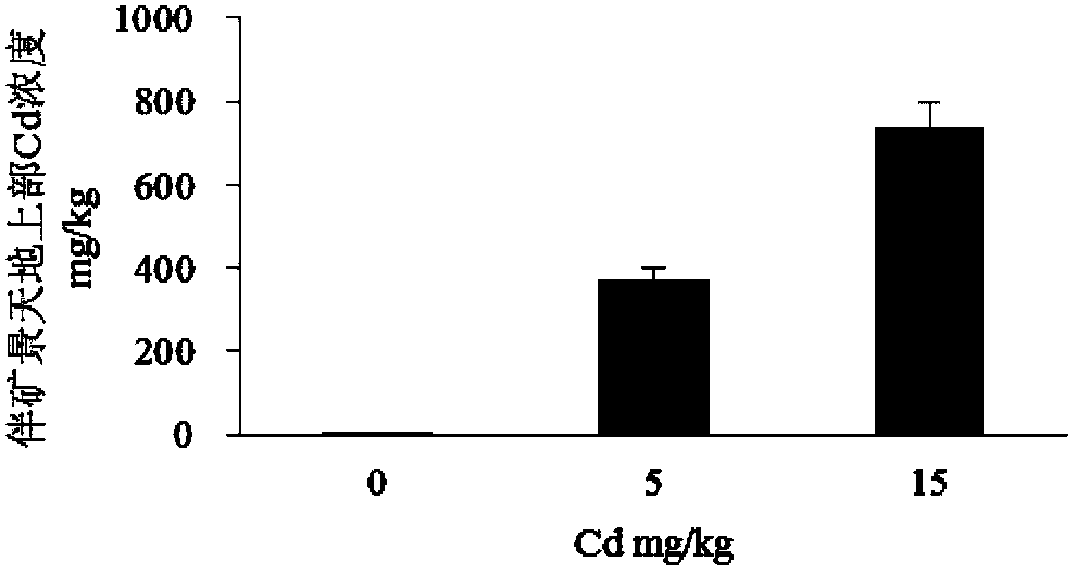 Application of trichoderma reesei and sedum plumbizincicola in remediation of cadmium-polluted farmland soil