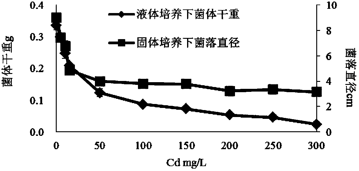 Application of trichoderma reesei and sedum plumbizincicola in remediation of cadmium-polluted farmland soil