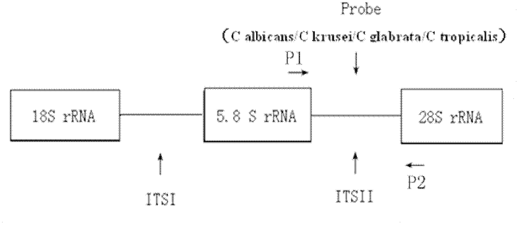 Fluorescence quantitative PCR (polymerase chain reaction) universal premier for detecting pathogenic aspergillus, detection probe and kit