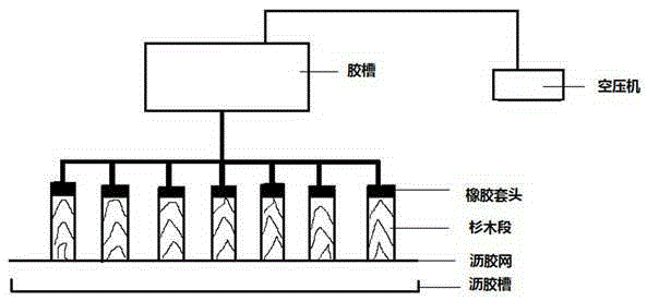 A processing method for making imitation cypress material from Chinese fir