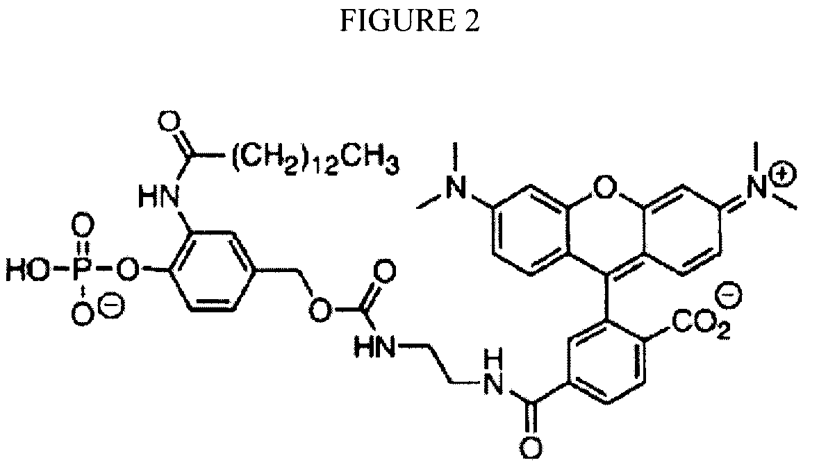 Reversible terminator nucleotides and methods of use