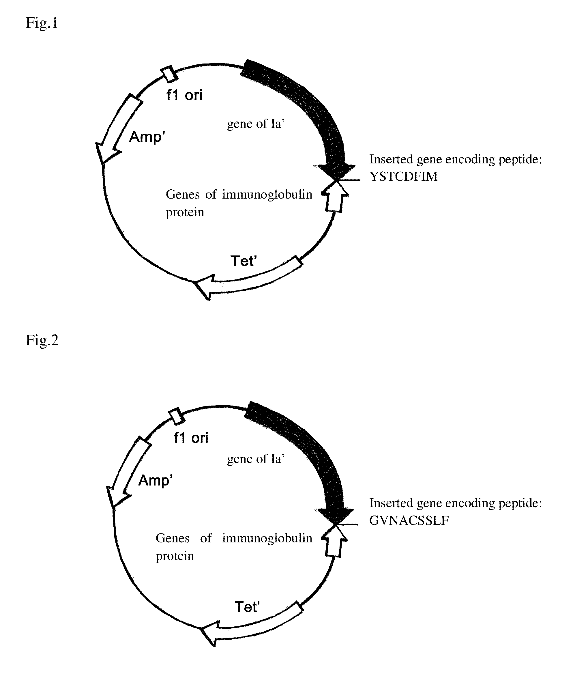 Antibiotic, its nucleotide sequence, methods of construction and uses thereof