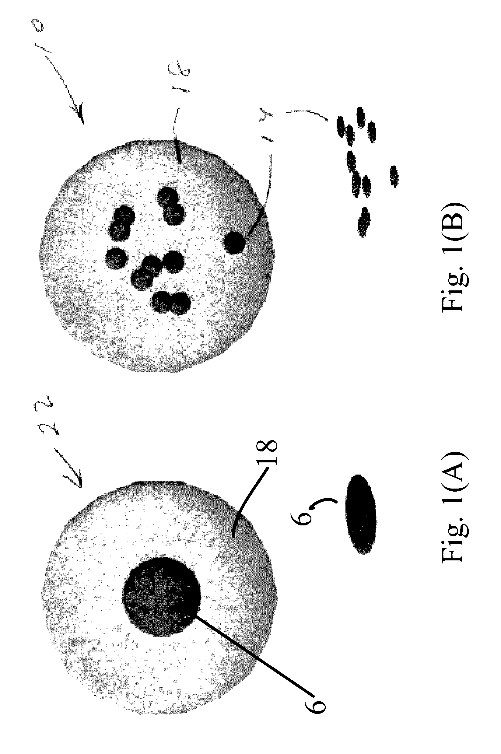 Multicore Magnetic Particles