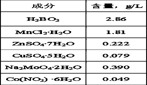 A cellulosic alga rich in oil and its cultivation application