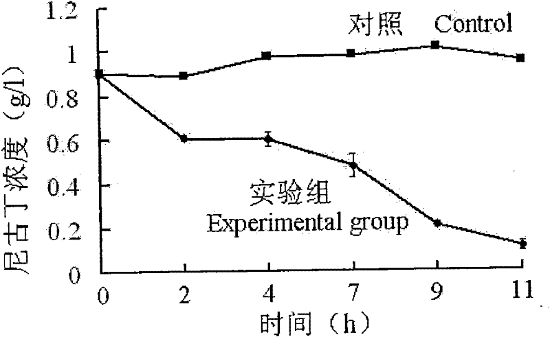 Acinetobacter and application thereof