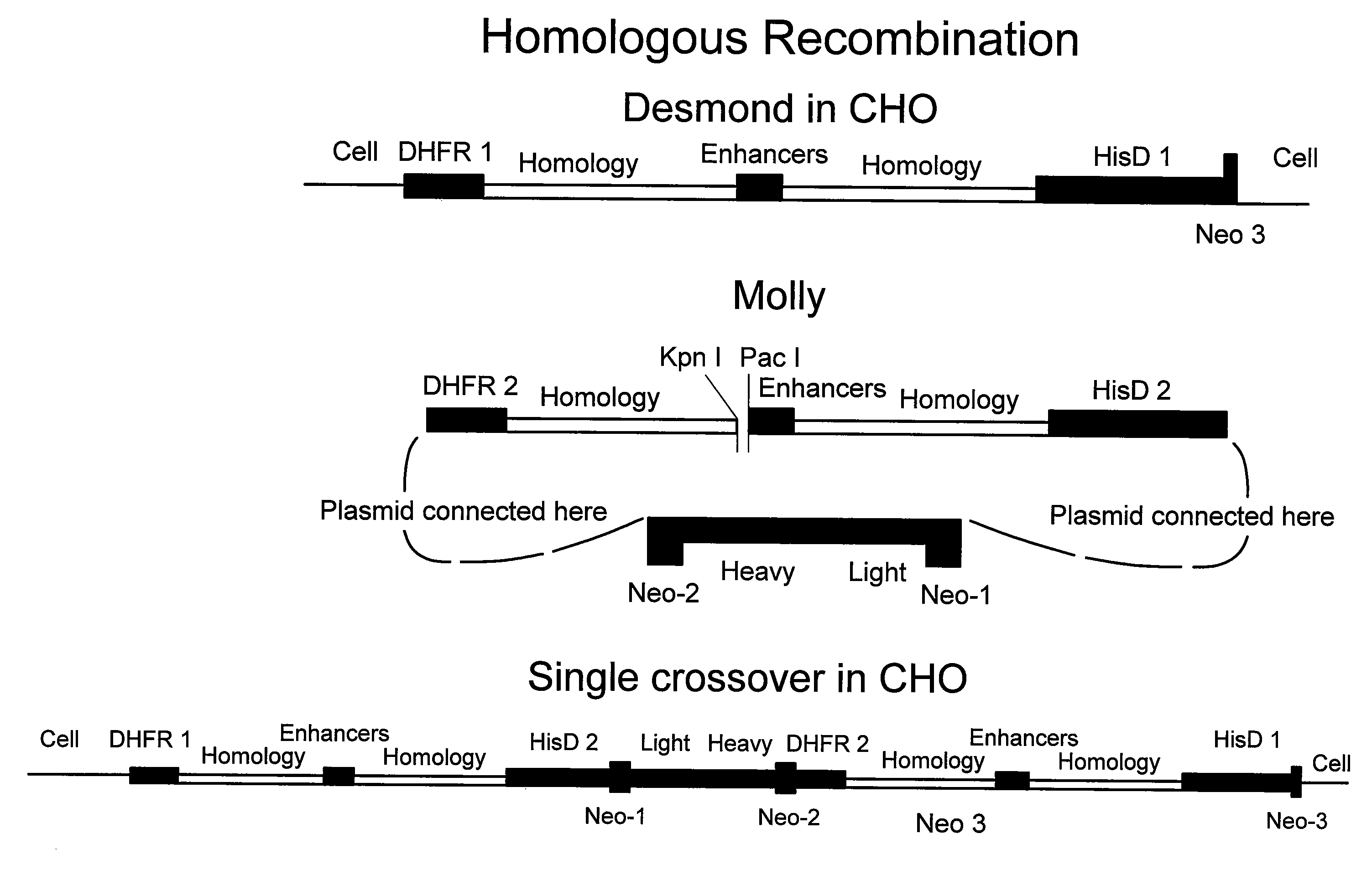 Novel method for integrating genes at specific sites in mammalian cells via homologous recombination and vectors for accomplishing the same