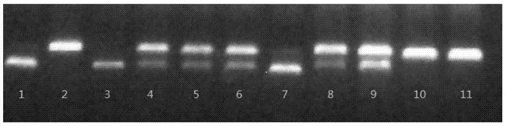 Breeding method of maize haploid inducing line and special primer thereof