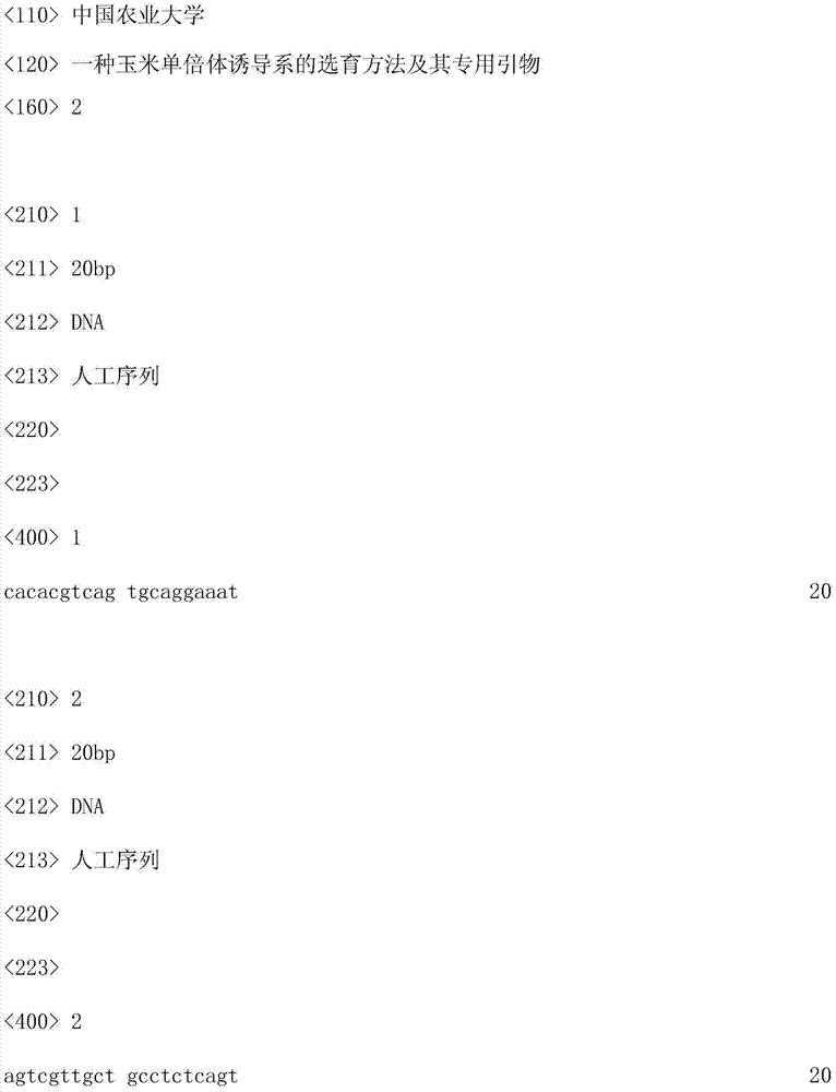 Breeding method of maize haploid inducing line and special primer thereof