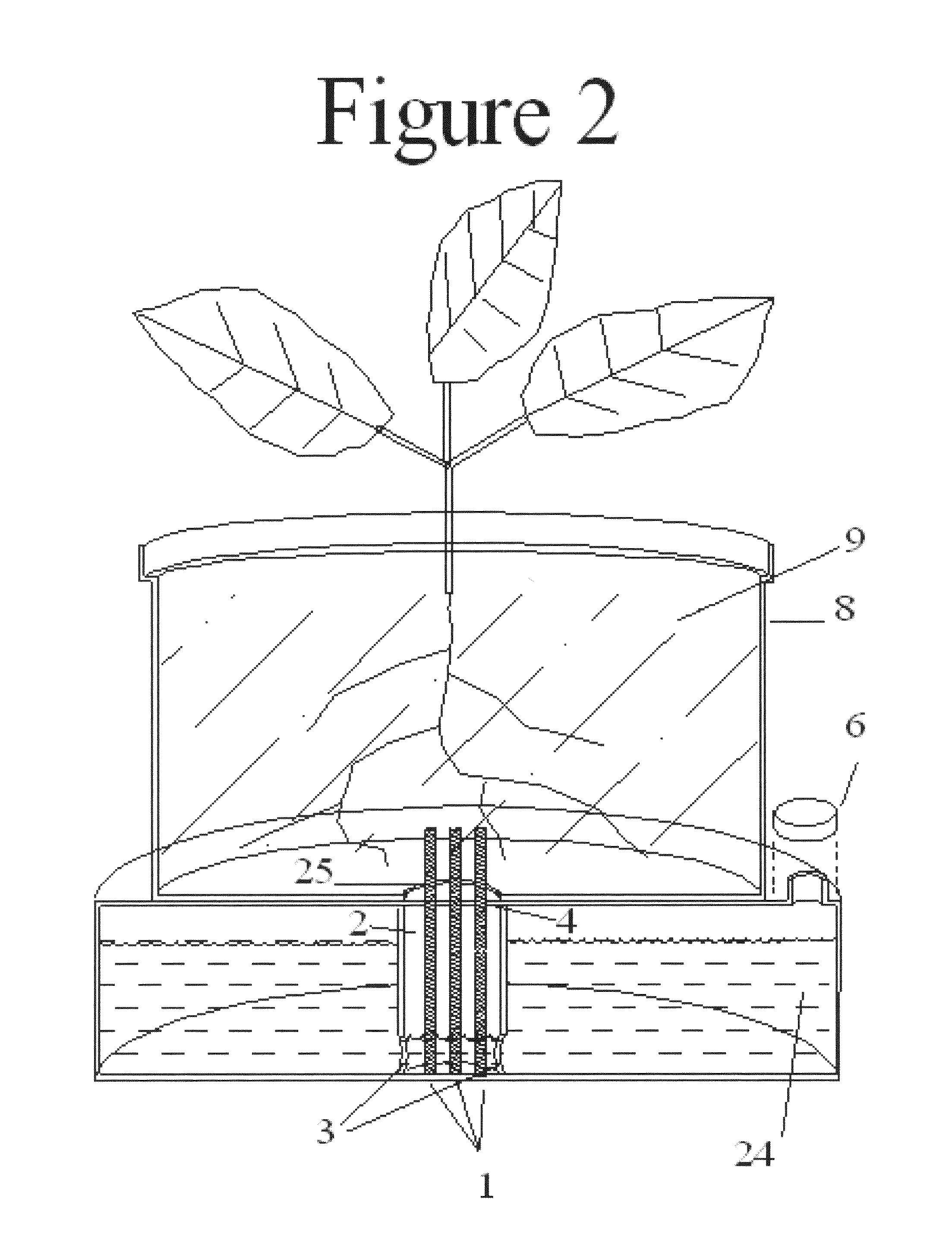 Self watering plant system