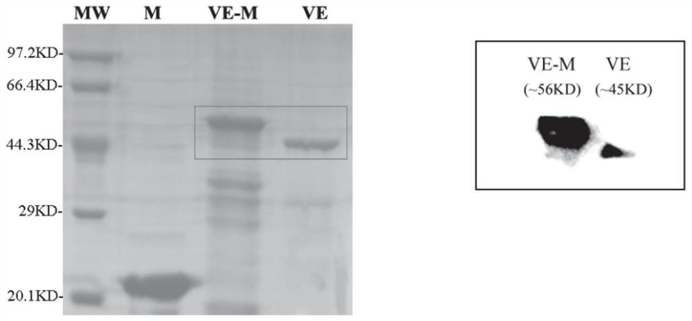 Fusion protein for promoting endothelial repair and preparation method and application thereof