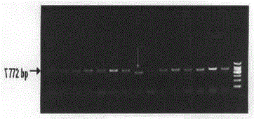 Method for knocking out sheep myostatin gene by zinc finger nuclease