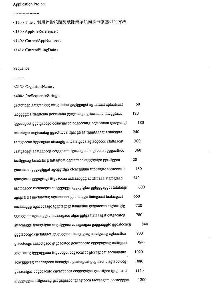 Method for knocking out sheep myostatin gene by zinc finger nuclease