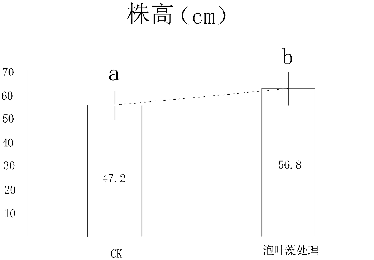 Microbial bacterial manure with ascophyllum nodosum as matrix