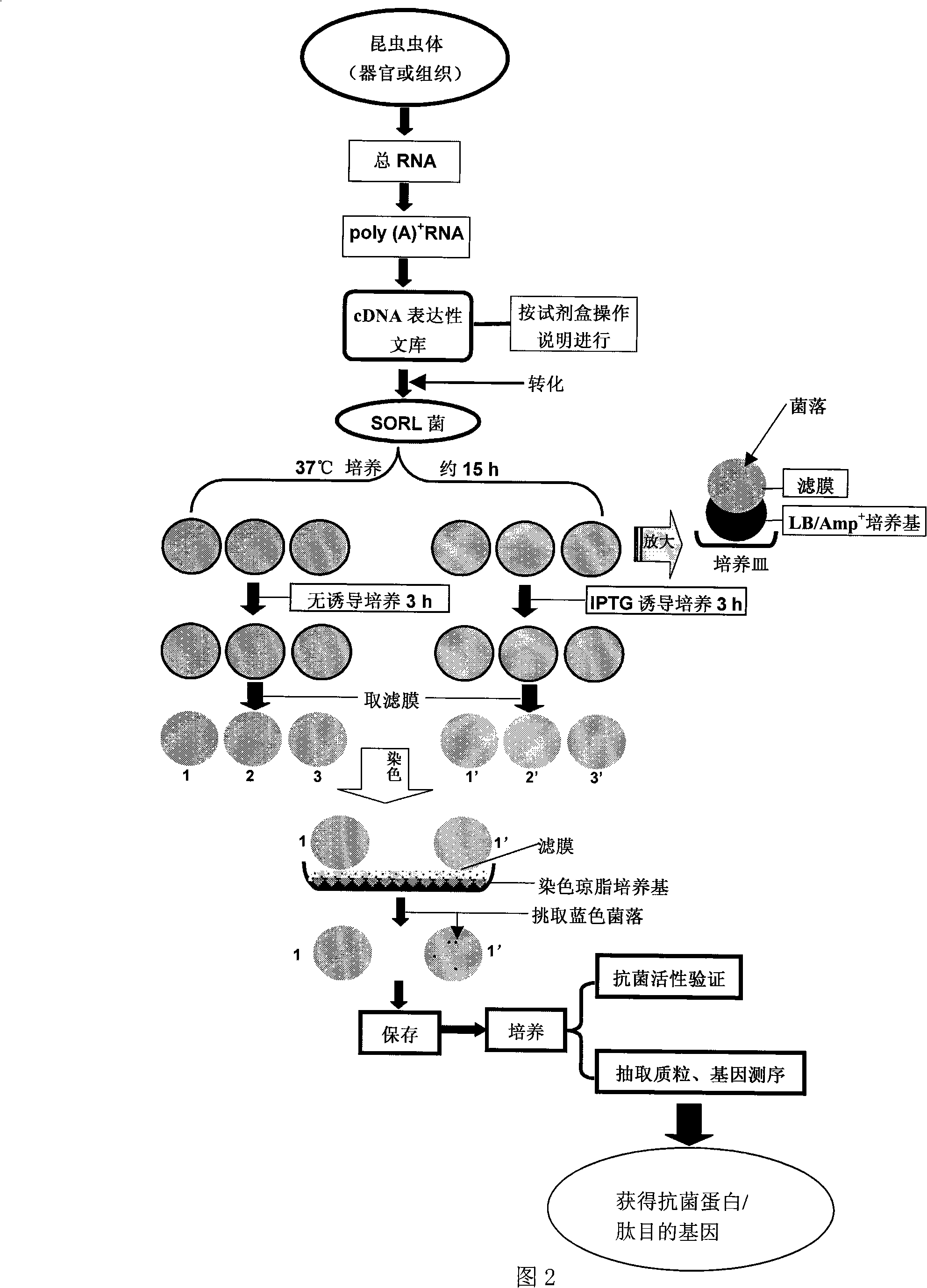 Construction of insect source antibiotic protein/peptide gene and screening method thereof