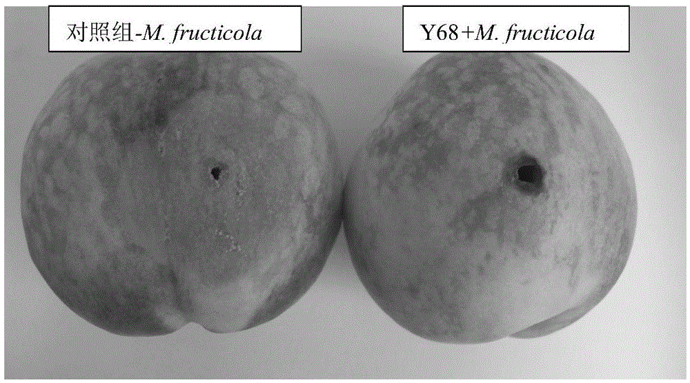 A kind of Hansenula viticola and its application