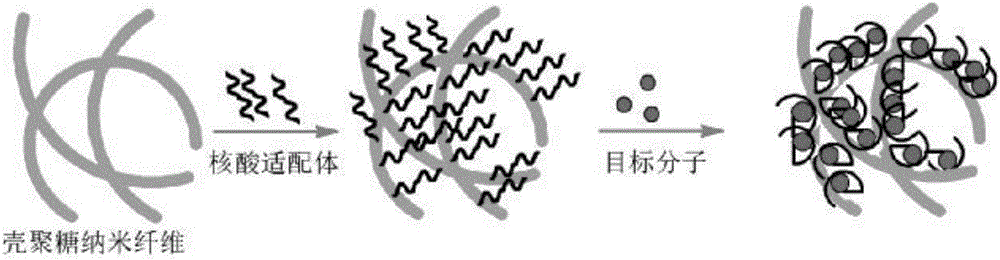 Preparation method and application of aptamer-modified chitosan nano fibers