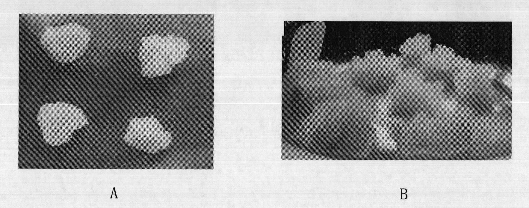 Succeeding preservation method for embryogenic callus of China fir and subculture medium used therein